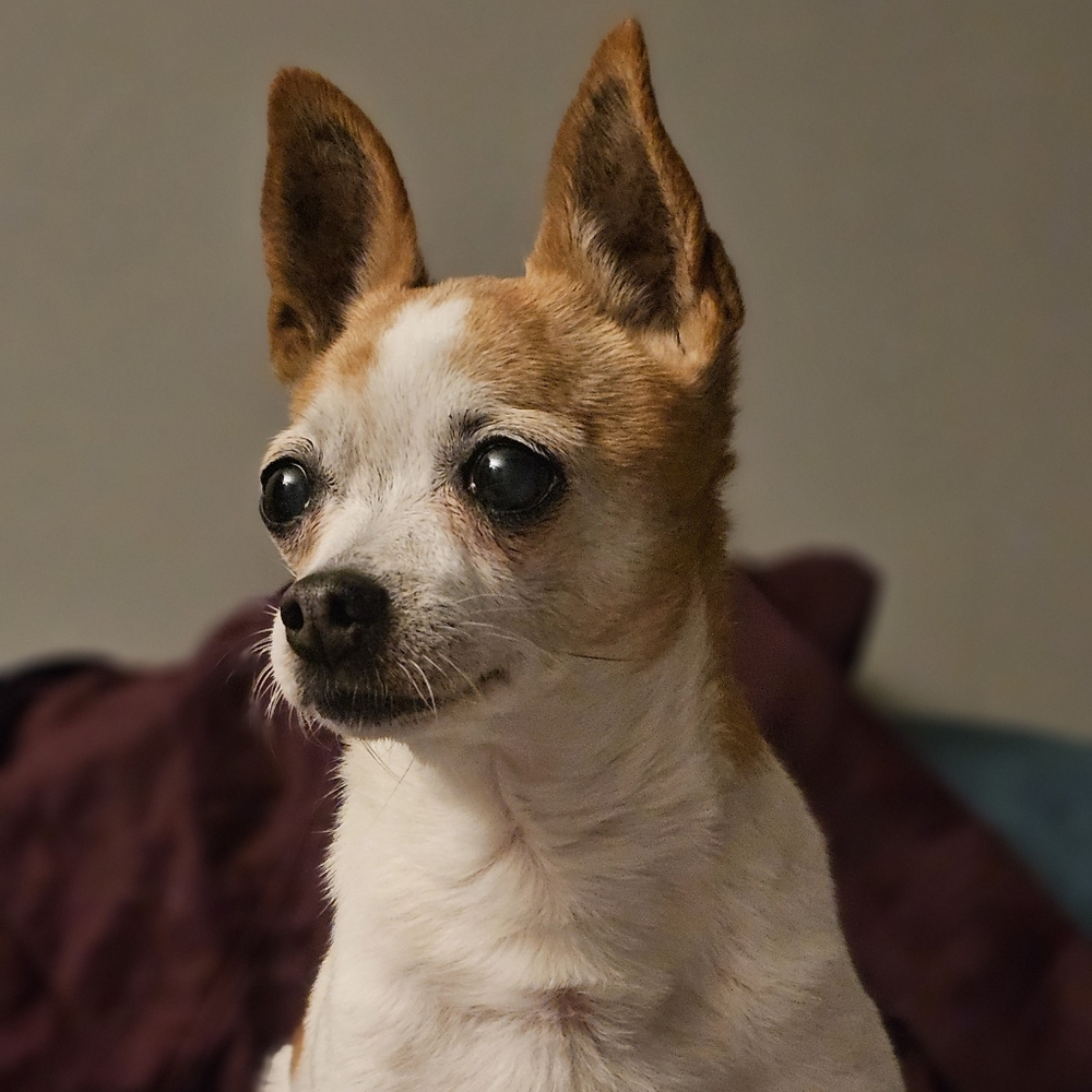 Hello I'm Cinnamon! - Picture 2 of 2